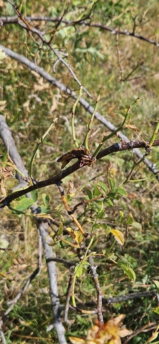 Hornet Robber Fly