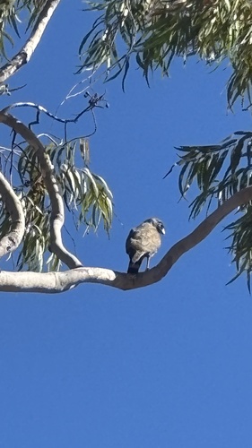 Roadside Hawk