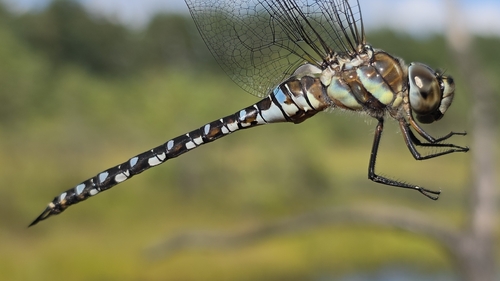 Migrant Hawker