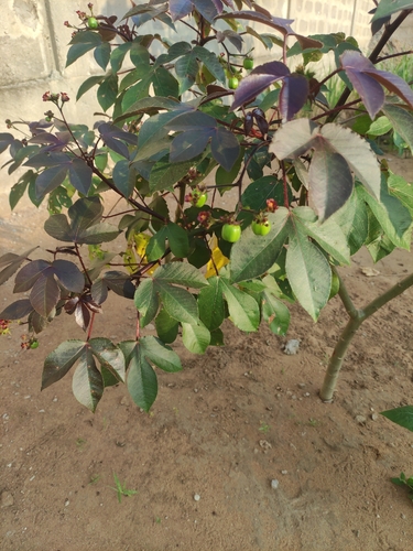 Bellyache Bush