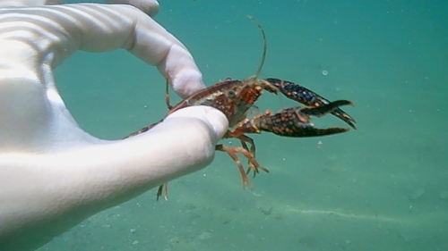 Red Swamp Crayfish