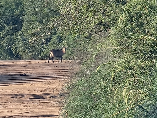 Defassa Waterbuck