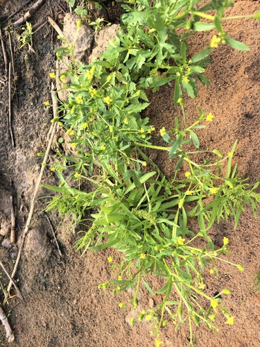 cursed crowfoot