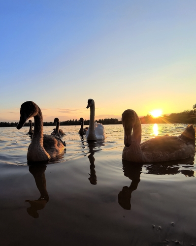 Mute Swan