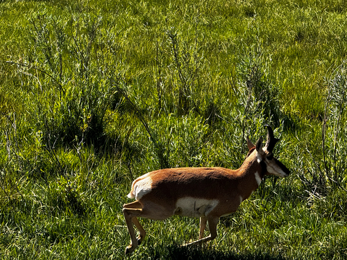 Pronghorn