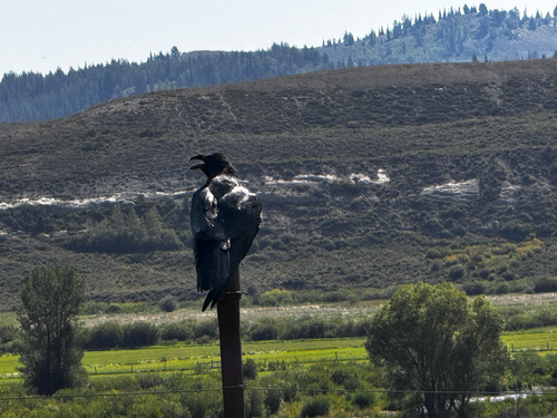 Common Raven