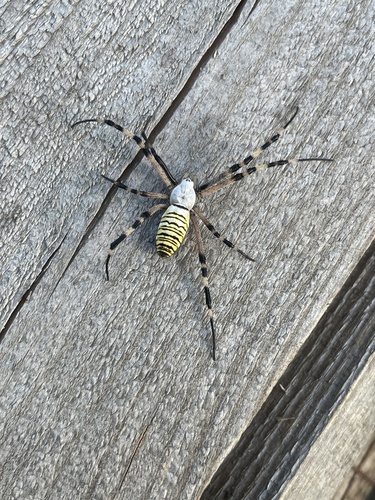 Wasp Spider