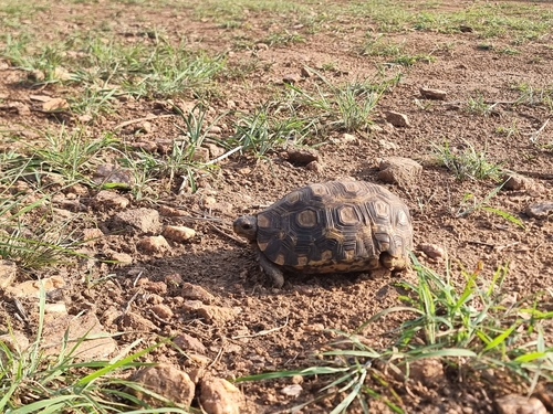 Bell’s Hingeback Tortoise