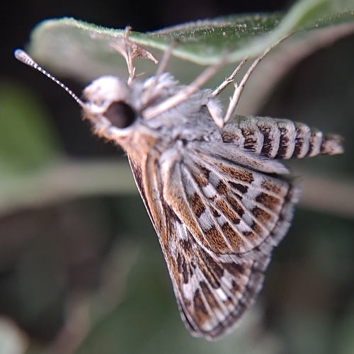 Common Grass-dart