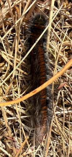 Fox Moth