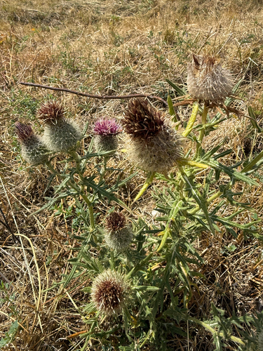 Woolly Thistle