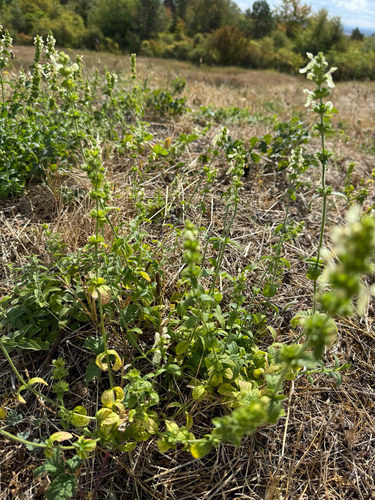 Perennial Yellow-woundwort