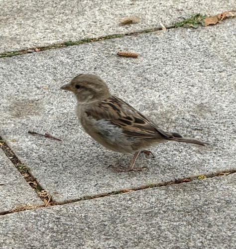 House Sparrow