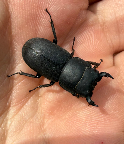 Lesser Stag Beetle