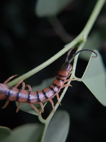 Red-headed Centipede