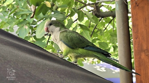 Monk Parakeet