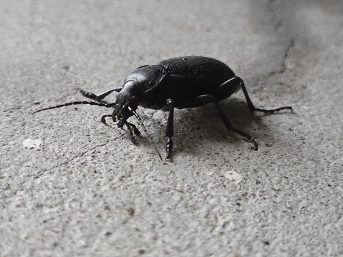 Leather Beetle