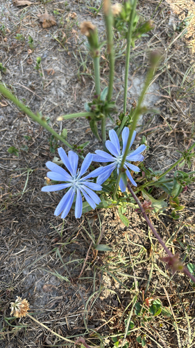 chicory