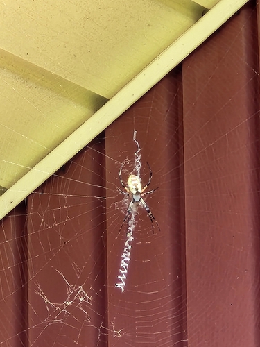 Yellow Garden Spider