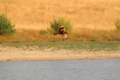 Western Marsh Harrier