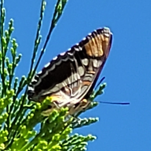 iNaturalist observation photo of California Sister