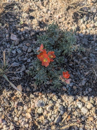 Scarlet Globemallow