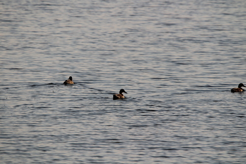 Mallard