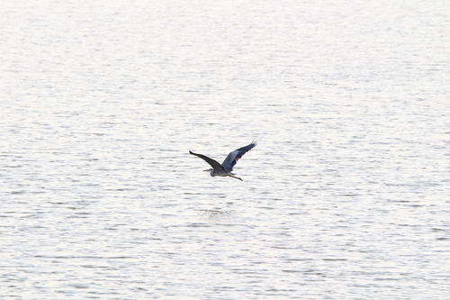 Grey Heron