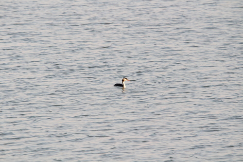 Great Crested Grebe