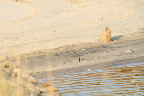 Western Yellow Wagtail