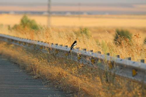 Eurasian Magpie