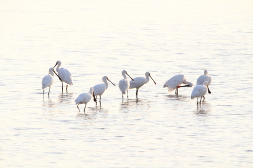 Eurasian Spoonbill