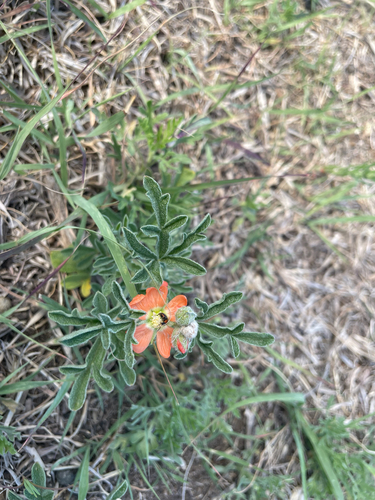 Scarlet Globemallow