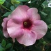 Purple Allamanda - Photo (c) ajse ixcot, all rights reserved, uploaded by ajse ixcot