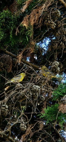 European Serin