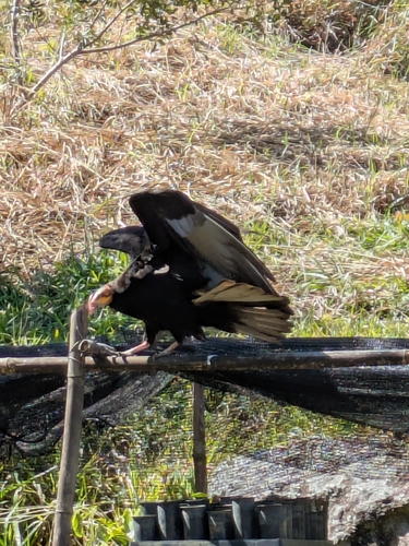 Lesser Yellow-headed Vulture