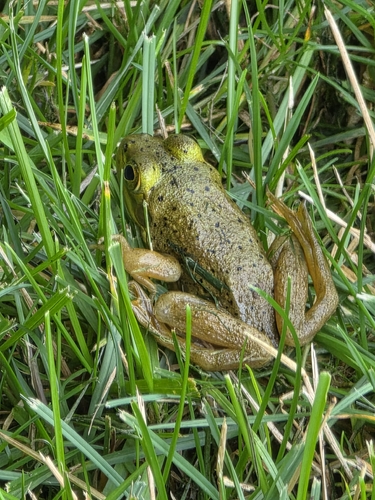 American Bullfrog