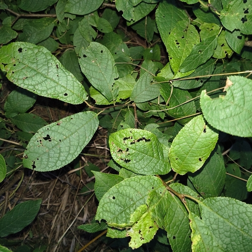 bird cherry