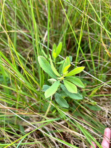 bog myrtle
