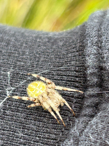 Four-spot Orbweaver