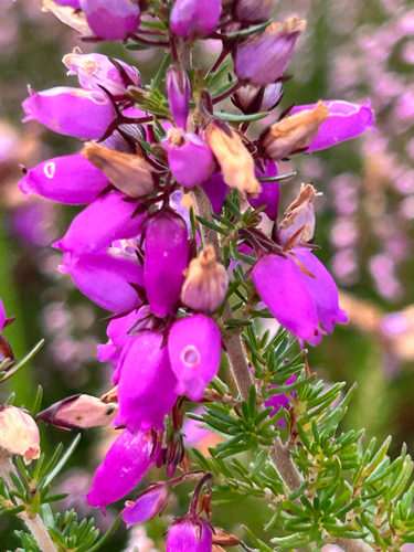 Bell Heather
