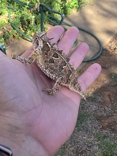 Texas Horned Lizard