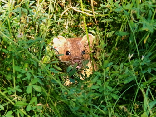 Long-tailed Weasel