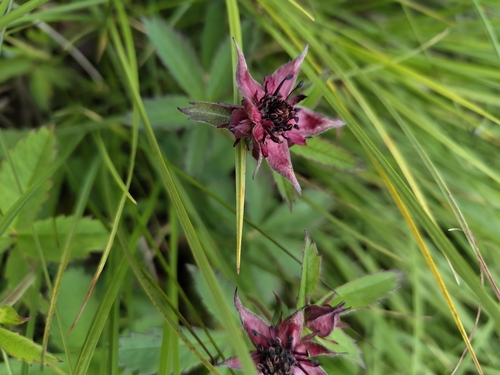 marsh cinquefoil