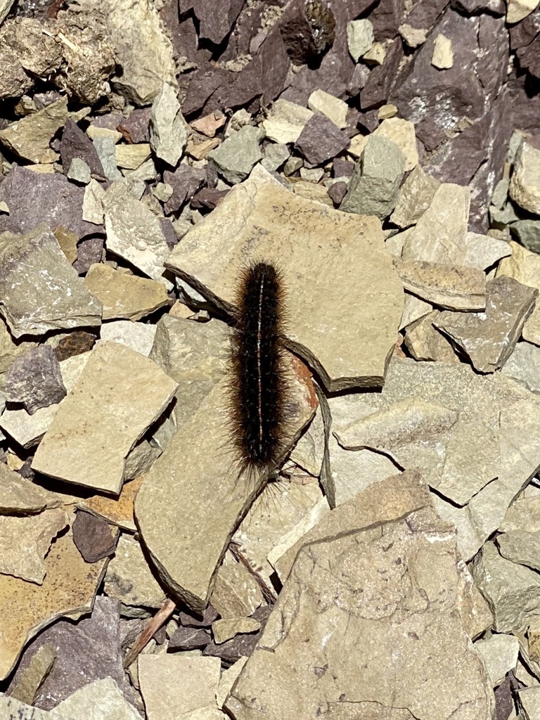 Tiger Moths from Uinta-Wasatch-Cache National Forest, Salt Lake City ...