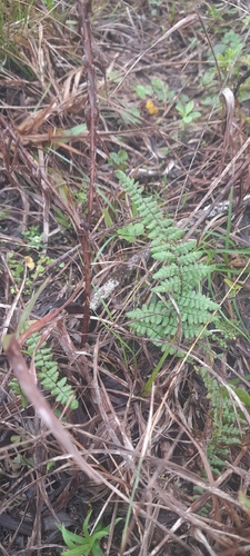 Argentine false maidenhair