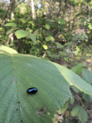 Leaf Beetles