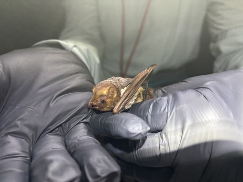 Seminole Bat