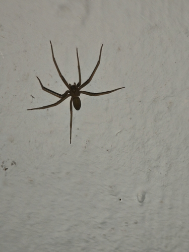 Mediterranean recluse