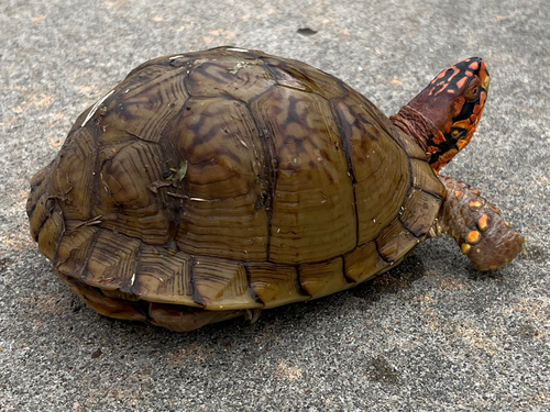 Three-toed Box Turtle